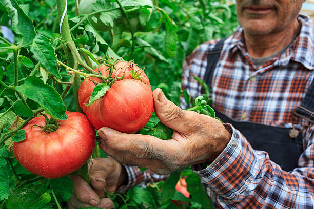 agricultor masculino recogiendo tomates de su jardín - farm worker fotografías e imágenes de stock