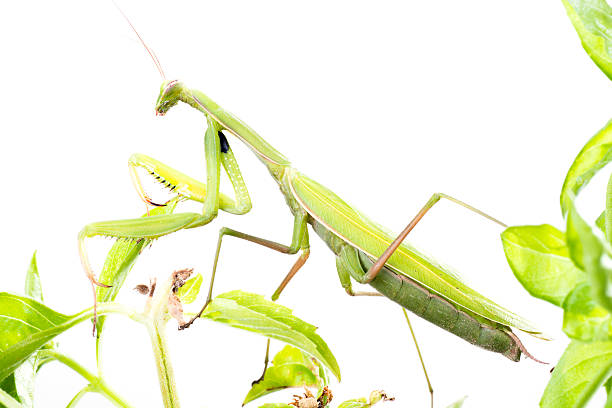 European Mantis or Praying Mantis, Mantis religiosa, on plant. I stock photo