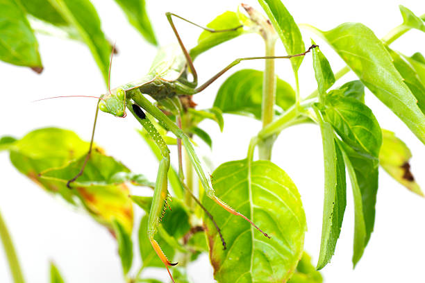 European Mantis or Praying Mantis, Mantis religiosa, on plant. I stock photo