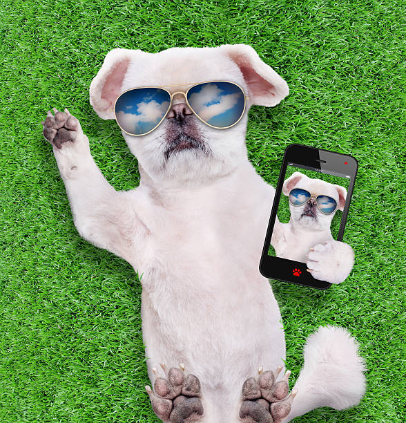 istock Dog wearing sunglasses relaxing taking a selfie. 603285704