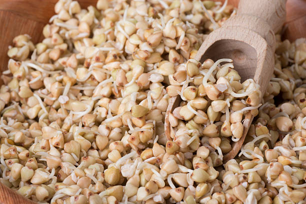 sprouts of buckwheat groats on wooden spoon stock photo