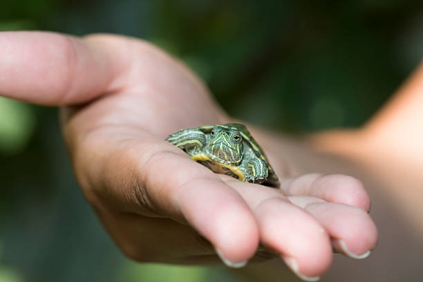 istock Nature Concept. Woman's hand holds red ear turtle 603288502