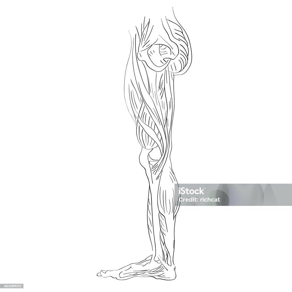 Internal Legs Leg Muscles Internal Lateral View Stock Illustration - Download Image ...