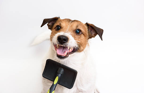 istock Grooming and scratching smiling dog with brush isolated on white 603294686