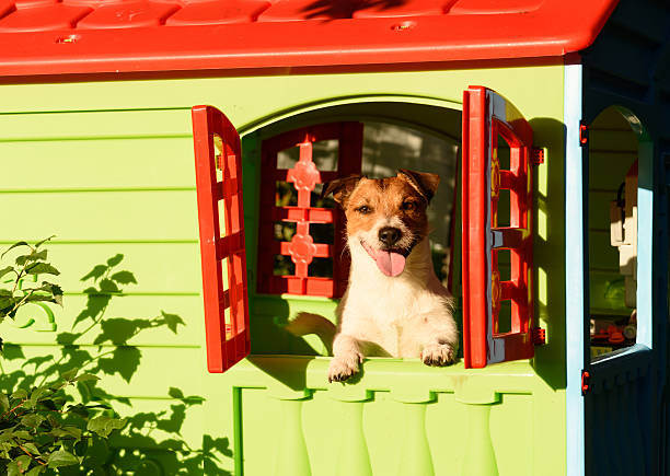 glücklich lächelnder hund im hundehaus am sonnigen sommertag - hundehütte stock-fotos und bilder