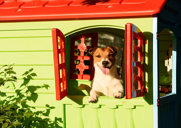 feliz perro sonriente en la casa para perros en el soleado día de verano - caseta de perro fotografías e imágenes de stock