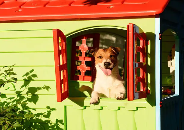 Pet sitting inside colorful kennel