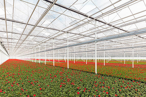 istock Blooming geranium plants in a greenhouse 603298266