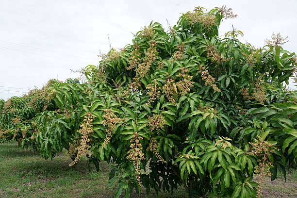Mango tree during flowering stock photo