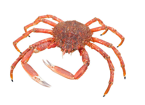 istock european spider crab 603311872