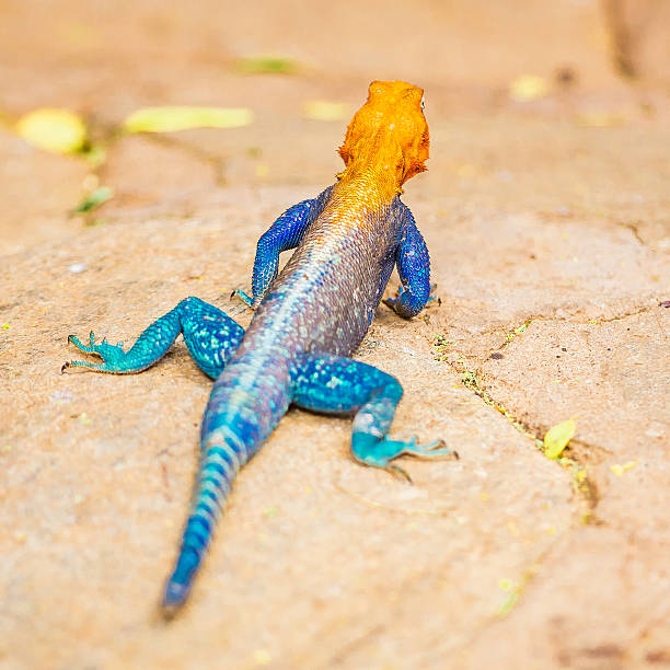 istock East African Rainbow Male Lizzard, half-tail 603311894