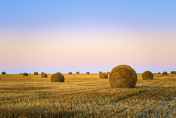 istock Landscape with straw bales in morning time 603313200
