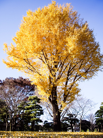 Ginkgo Tree in Hibiya Park in Autumn, Tokyo