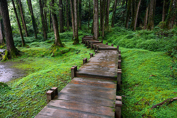 Peaceful boardwalk in a quiet forest in Taiwan's popular Alishan National Scenic Area.