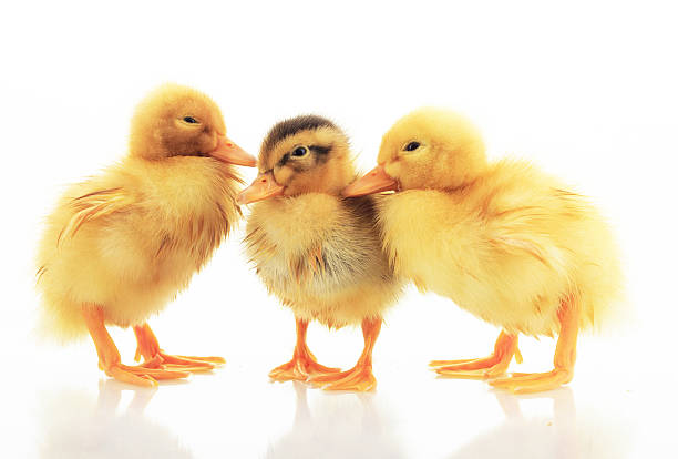 Three ducklings at age of three days, on white background.