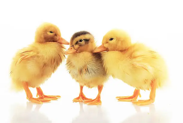 Photo of Ducklings at age of three days