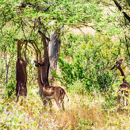 A gerenuk, or girafe antelope, or Litocranius walleri feeding from a bush. The name is because of the long neck. Also called Waller's Gazelle or Giraffe Necked Antelope. Male has horns.