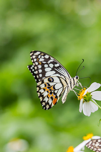 istock Beautiful butterfly on flower 603316158
