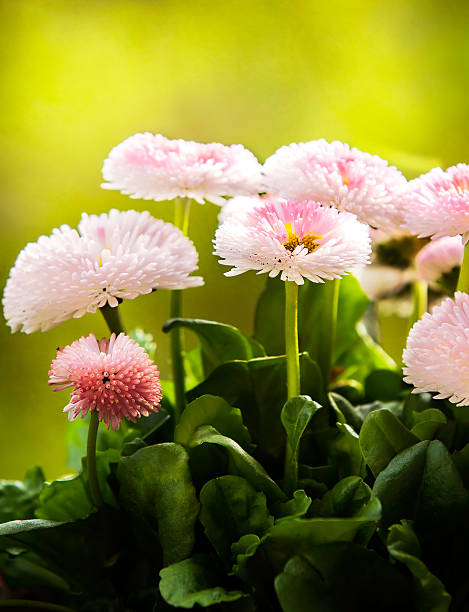 Stunning pink daisies. stock photo