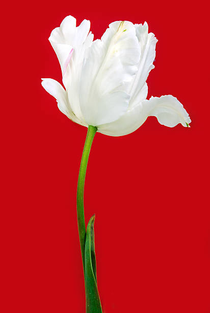 Beautiful view of white tulips stock photo