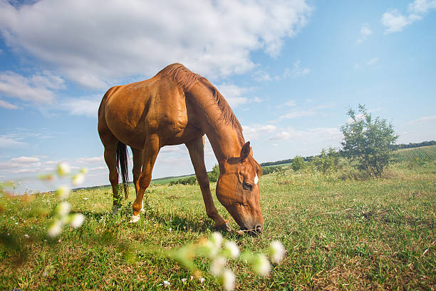 istock brown horse grazing in summer pasture 603317076