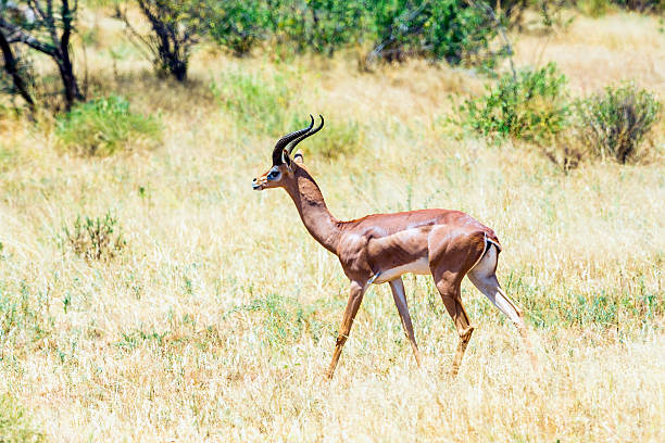 istock Male Gerenuk (giraffe antelope) (Litocranius walleri) 603317386