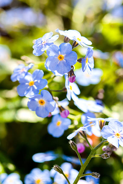 bunch of forget me not flowers stock photo