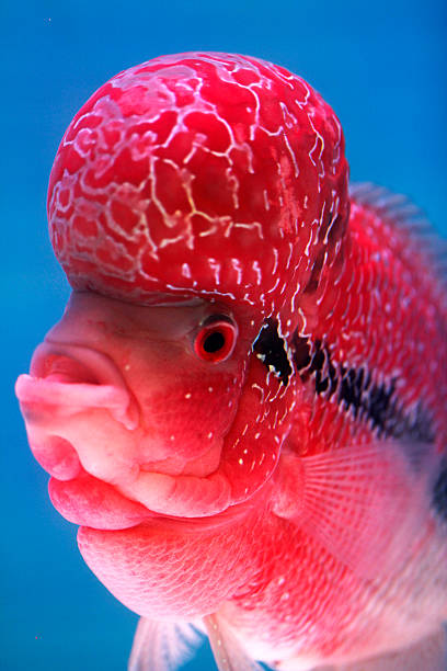 istock closed up flowerhorn cichlid fish in fish tank 603317782