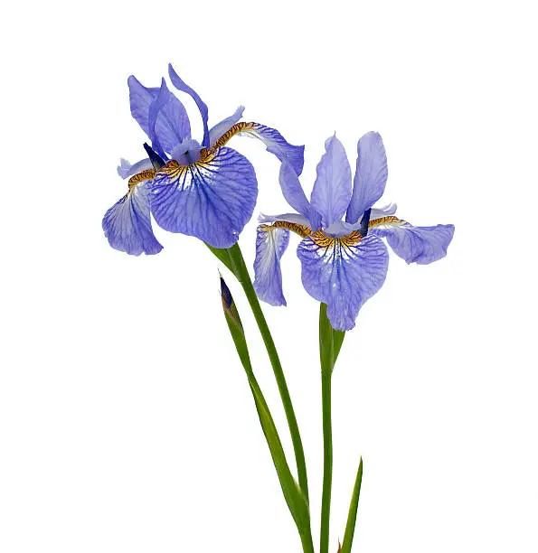 Photo of blue iris isolated on white background