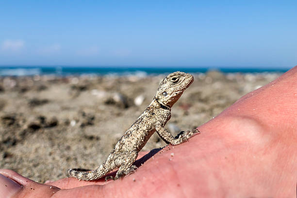 istock Small saurian (Close-up) on the sea shore 603318676