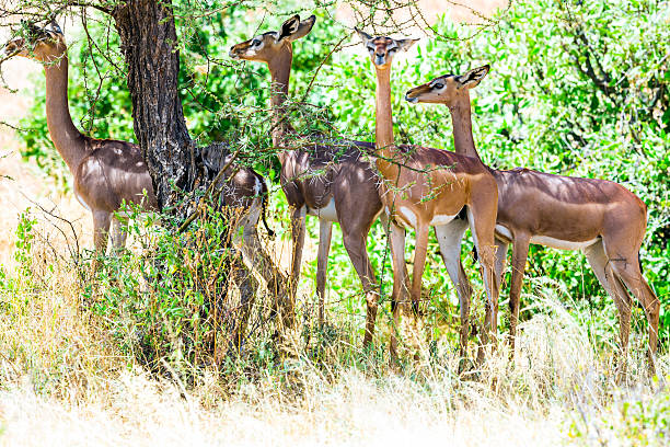 istock Female Gerenuks (giraffe antelope) (Litocranius walleri) under the shadow 603318822