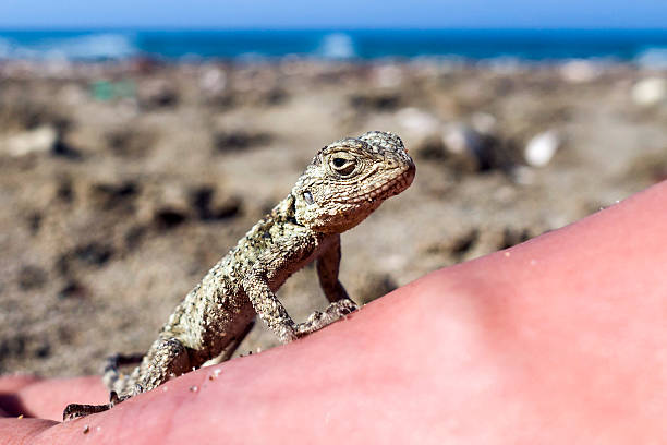 istock Small saurian (Close-up) on the sea shore 603319562