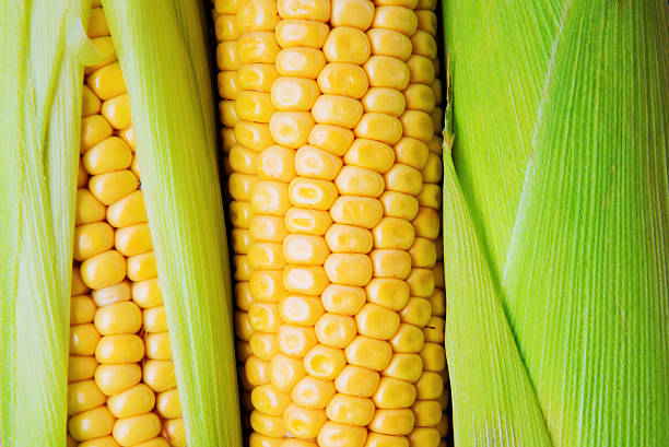 istock Close up of fresh corn on wooden background 603320050