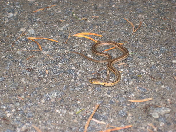 istock High Angle View Of Snake On Rock 603754743