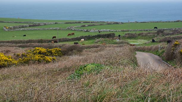 istock Distant View Of Cows Grazing On Field 603765523