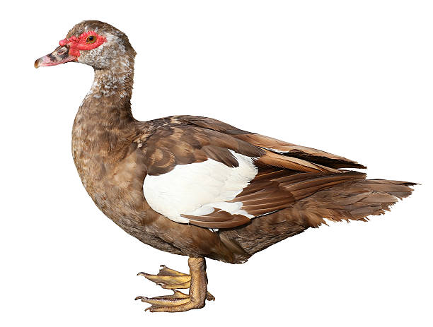 istock Muscovy Duck Cairina moschata isolated on white background with clipping 603821928