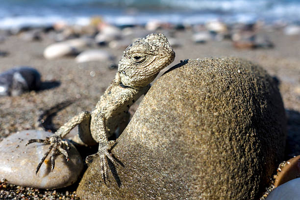 istock Small saurian (Close-up) on the sea shore 603833348