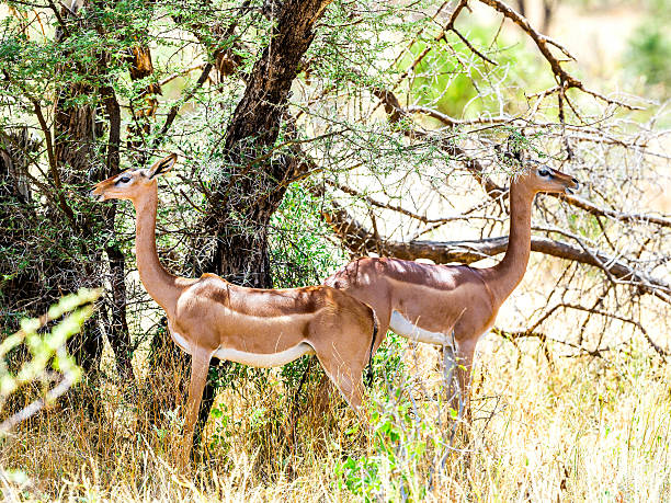 istock Female Gerenuks (giraffe antelope) (Litocranius walleri) under the shadow 603838168