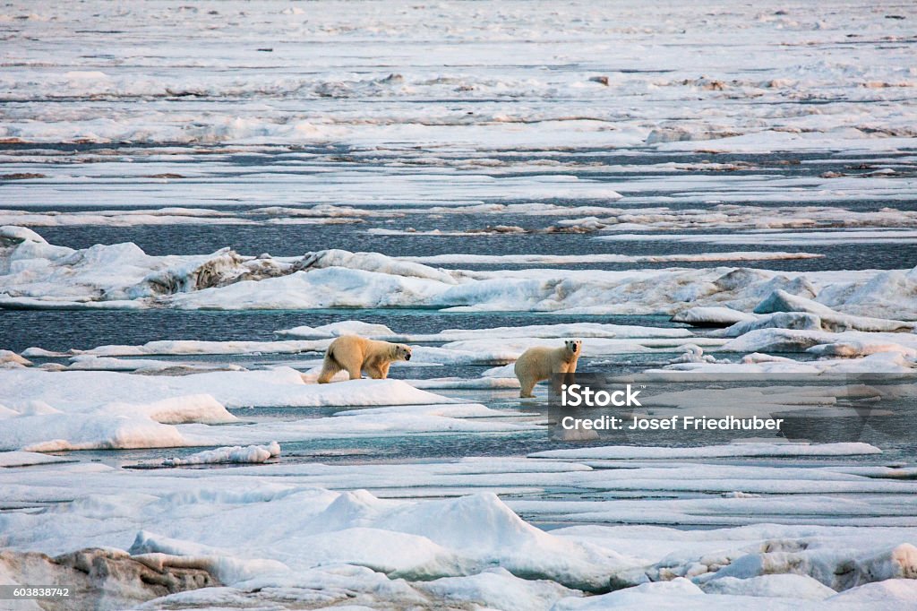 Two polar bears walking on pack ice. Two Polar bearrs, mother with cub are  walking on pack ice. Copy- space. Animal Stock Photo