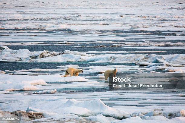 Two Polar Bears Walking On Pack Ice Stock Photo - Download Image Now - Animal, North Pole, Animal Wildlife