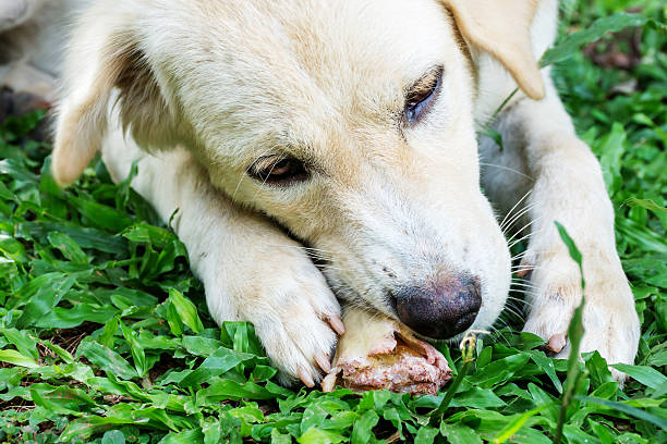istock dog lying on a grass and gnaw a bone. 603843554