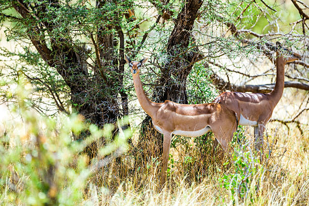 istock Female Gerenuks (giraffe antelope) (Litocranius walleri) under the shadow 603848348