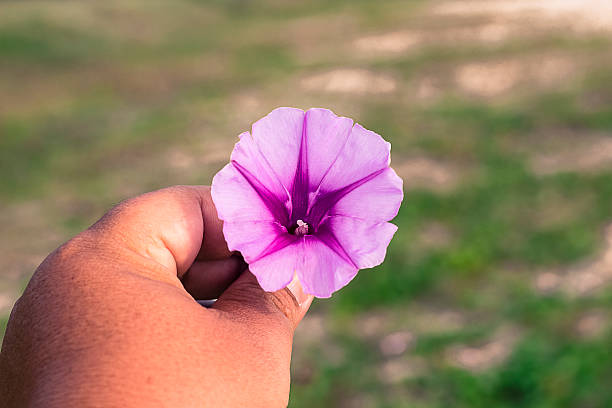 istock Morning glory flower in hand 603849508