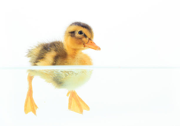 Little duck floating on water on white background Duckling floating on water, looking at camera. On white background. duck wading animal foot duckling stock pictures, royalty-free photos & images