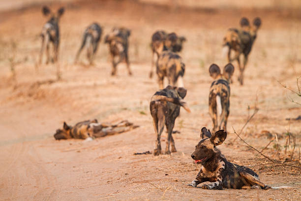 istock Pack of Wild Dog departing 603849692