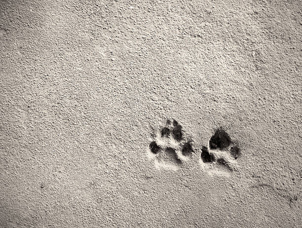 istock Footprint of dog 603851280