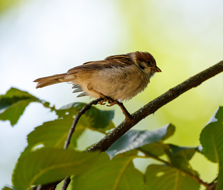 Eurasian tree sparrow (Passer Montanus) perched on a twig