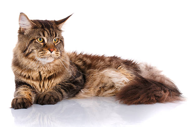 istock Maine Coon cat lying, isolated on white 603852454