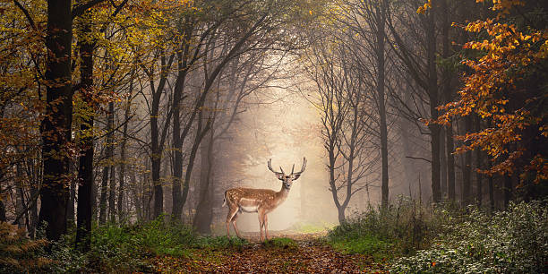 осенью оленей в мечтательной сцене леса - forest deer stag male animal стоковые фото и изображения