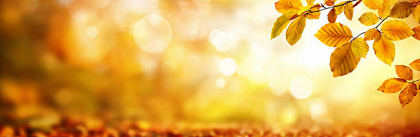 istock Autumn leaves on shimmering blurred background 603853460